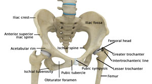  Hip Anatomy  