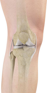  Knee Anatomy  