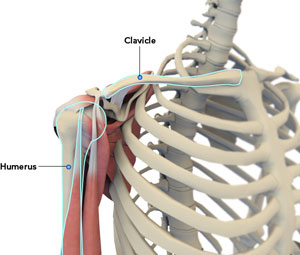  Shoulder Anatomy  